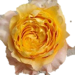 Shine On Rose de jardin d'Equateur Ethiflora
